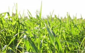 grass